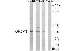 Western blot analysis of extracts from HepG2 cells, HUVEC cells and MCF-7cells, using OR5M3 antibody. (OR5M3 antibody  (Internal Region))