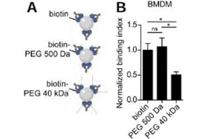 The glycocalyx of phagocytic targets constitutes a mechanical barrier to ligand recognition and engagement by phagocytic receptors. (Avidin antibody)