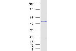 C2orf30 Protein (Transcript Variant 1) (Myc-DYKDDDDK Tag)