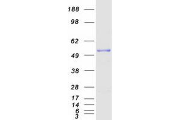 C2orf30 Protein (Transcript Variant 1) (Myc-DYKDDDDK Tag)