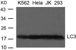 Western blot analysis of extract from K-562, Hela, JK and 293 cells using LC3 Antibody (MAP1LC3A antibody  (AA 112-116))