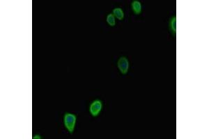 Immunofluorescent analysis of HepG2 cells using ABIN7153908 at dilution of 1:100 and Alexa Fluor 488-congugated AffiniPure Goat Anti-Rabbit IgG(H+L) (G6PC2 antibody  (AA 78-115))