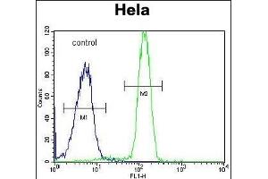 SP5 Antibody (C-term) (ABIN653893 and ABIN2843137) flow cytometric analysis of Hela cells (right histogram) compared to a negative control cell (left histogram). (SP5 antibody  (C-Term))