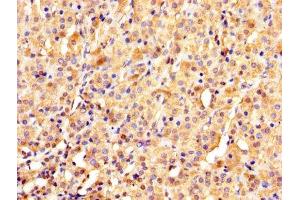 IHC image of ABIN7142087 diluted at 1:1000 and staining in paraffin-embedded human adrenal gland tissue performed on a Leica BondTM system. (YWHAE antibody  (AA 1-255))