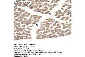 Human Muscle (POU2F3 antibody  (N-Term))