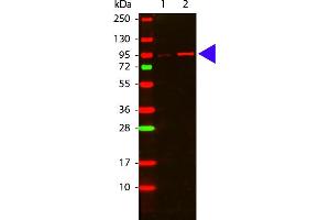 Western Blot of Rabbit anti-Akt phospho T308 antibody. (AKT1 antibody)