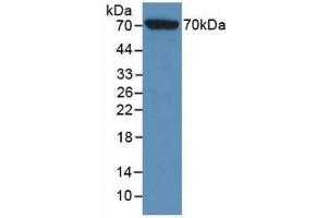 Detection of Recombinant HSPA1L, Rat using Monoclonal Antibody to Heat Shock 70 kDa Protein 1 Like Protein (HSPA1L) (HSPA1L antibody  (AA 1-641))