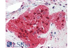 ABIN184731 (5µg/ml) staining of paraffin embedded Human Small Intestine. (STMN2 antibody  (N-Term))