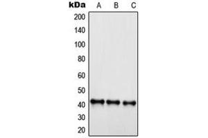 Western blot analysis of EDG6 expression in Jurkat (A), HepG2 (B), HEK293 (C) whole cell lysates. (S1PR4 antibody  (C-Term))