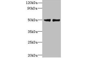 FAM118B 抗体  (AA 83-351)