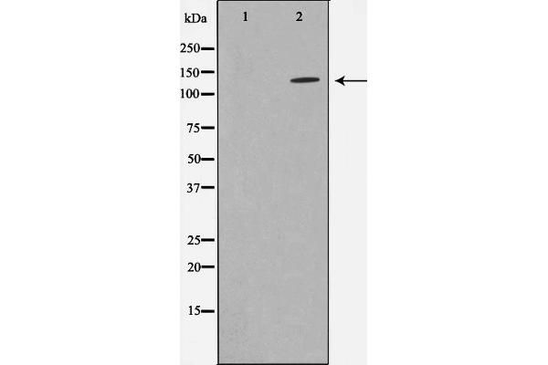 ADNP antibody  (N-Term)