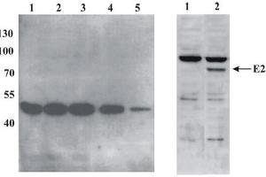Western Blotting (WB) image for anti-BPV-1 antibody (ABIN781761)