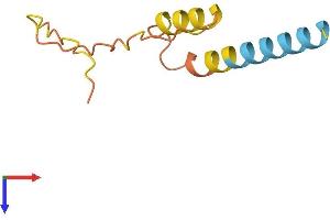AlphaFold protein structure predicition of Human Recombinant BCE1 Protein, UniprotID O60756 (TLE4 Protein (AA 1-84) (Fc Tag))