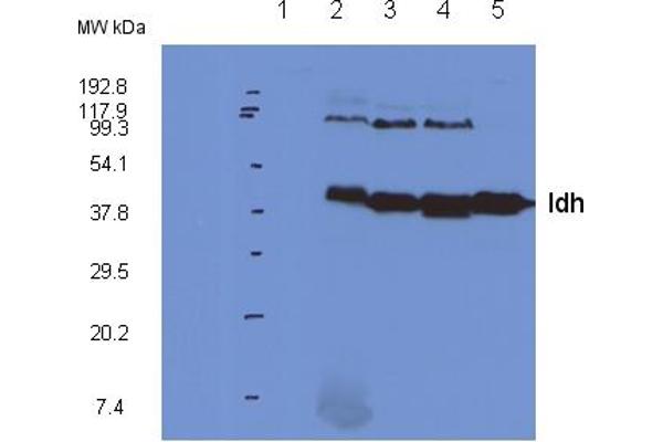 Isocitrate Dehydrogenase antibody