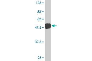 Western Blot detection against Immunogen (36. (TBX3 antibody  (AA 311-410))