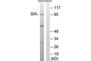 Western blot analysis of extracts from COLO205 cells, treated with PMA 125ng/ml 30', using SIK (Ab-182) Antibody. (SIK1 antibody  (AA 148-197))