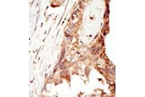 Image no. 2 for anti-PR Domain Containing 14 (PRDM14) (N-Term) antibody (ABIN356723) (PRDM14 antibody  (N-Term))