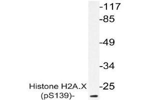 Western blot (WB) analysis of p-Histone H2A. (H2AFX antibody  (pSer139))