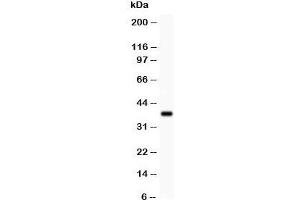 Western blot testing of Bmi1 antibody and recombinant human protein (0. (BMI1 antibody  (Middle Region))