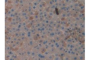 Detection of CLU in Mouse Liver Tissue using Polyclonal Antibody to Clusterin (CLU) (Clusterin antibody  (AA 227-448))