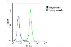 Overlay histogram showing A549 cells stained with (ABIN6242270 and ABIN6578875)(green line). (F13A1 antibody  (AA 170-204))