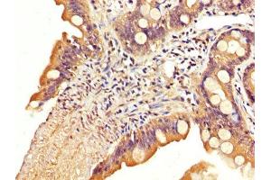 IHC image of ABIN7170148 diluted at 1:200 and staining in paraffin-embedded human small intestine tissue performed on a Leica BondTM system. (SLC22A23 antibody  (AA 3-206))
