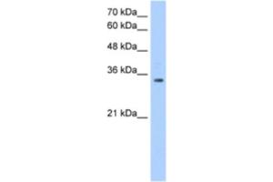 Western Blotting (WB) image for anti-POU Domain, Class 5, Transcription Factor 2 (POU5F2) antibody (ABIN2462001) (POU5F2 antibody)