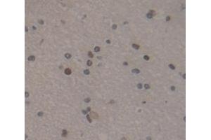 #VALUE! (H2AFZ antibody  (AA 2-128))