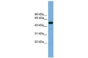 WB Suggested Anti-Thrb Antibody Titration:  0. (THRB antibody  (N-Term))