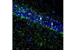 Expression of SVCT2 in mouse hippocampus - Immunohistochemical staining of perfusion-fixed frozen mouse brain sections with Anti-SVCT2/SLC23A2 (extracellular) Antibody (ABIN7043705, ABIN7045312 and ABIN7045313), (1:200), followed by goat anti-rabbit-AlexaFluor-488. (SLC23A2 antibody  (2nd Extracellular Loop))