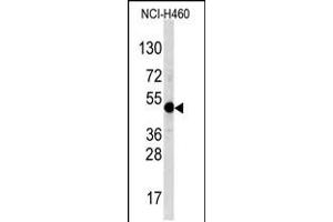 Western blot analysis of TFAP2A Antibody in NCI-H460 cell line lysates (35ug/lane) (TFAP2A antibody  (C-Term))
