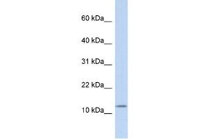 CCK antibody used at 1 ug/ml to detect target protein. (Cholecystokinin antibody  (Middle Region))