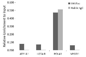 Immunofluorescence analysis of HeLa cells using Acetyl-Histone H4-K8 antibody (ABIN7267747). (Histone H4 antibody  (acLys8))