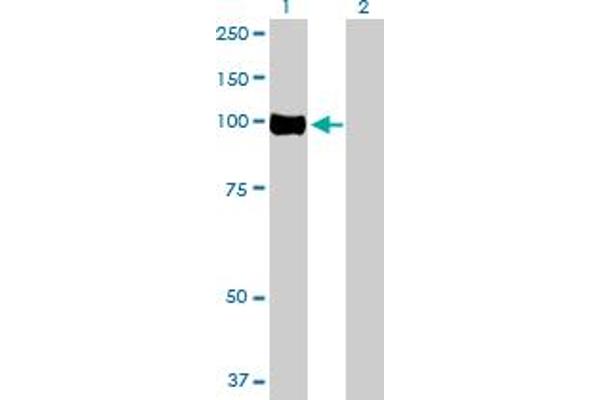 OSBPL3 antibody  (AA 1-820)