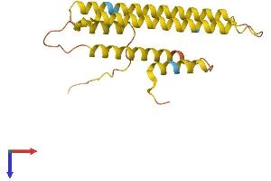 AlphaFold protein structure predicition of Human Recombinant C17orf107 Protein, UniprotID Q6ZR85