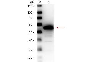 Western Blot of Rabbit anti-Esterase Antibody Peroxidase Conjugated. (Esterase antibody  (HRP))