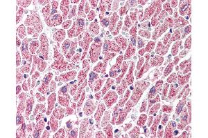 Anti-GBL antibody IHC of human heart. (GBL antibody  (C-Term))