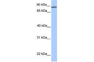 WB Suggested Anti-DMTF1 Antibody Titration:  0. (DMP1 antibody  (C-Term))