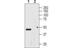Western blot analysis of rat brain lysate: - 1. (Serotonin Receptor 4 antibody  (2nd Extracellular Loop))