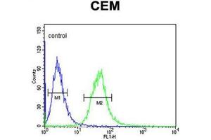 AMY1A Antibody (Center) flow cytometric analysis of CEM cells (right histogram) compared to a negative control cell (left histogram). (Alpha-amylase 1 antibody  (Middle Region))