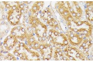 Immunohistochemistry of paraffin-embedded Mouse kidney using GALC Polyclonal Antibody at dilution of 1:100 (40x lens). (GALC antibody)