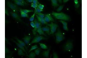 Immunofluorescent staining of HeLa cells using anti-PLEKHA3 mouse monoclonal antibody (ABIN2454592).