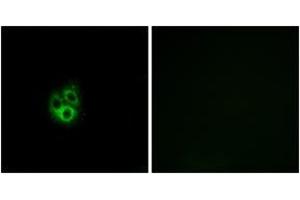 Immunofluorescence (IF) image for anti-G Protein gamma 5 (GNG5) (AA 10-59) antibody (ABIN2890368)