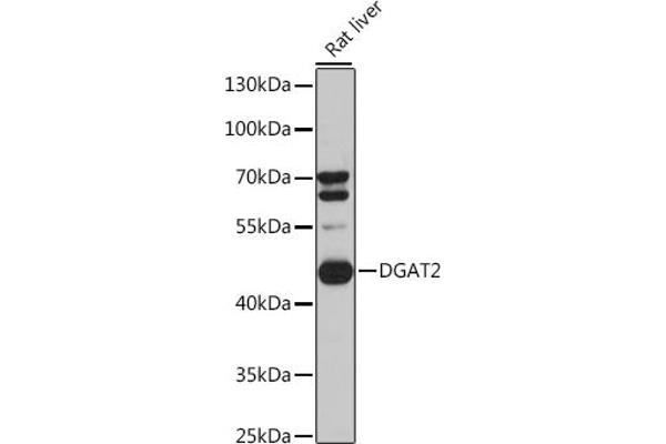 DGAT2 anticorps  (AA 113-388)