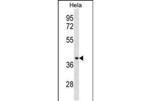 Western blot analysis in Hela cell line lysates (35ug/lane). (CCBP2 antibody  (C-Term))