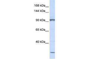 PCDHAC2 antibody used at 1 ug/ml to detect target protein. (PCDHAC2 antibody  (N-Term))