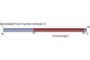 Image no. 2 for anti-Annexin A2 (ANXA2) (AA 123-328) antibody (ABIN967722) (Annexin A2 antibody  (AA 123-328))