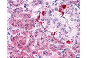 Anti-MLEC antibody IHC of human pancreas. (Malectin antibody  (Internal Region))