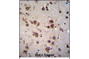 CHST6 Antibody (C-term) (ABIN656284 and ABIN2845594) immunohistochemistry analysis in formalin fixed and paraffin embedded human brain tissue followed by peroxidase conjugation of the secondary antibody and DAB staining. (CHST6 antibody  (C-Term))