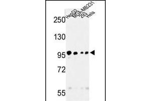 Western blot analysis of STL Antibody (ABIN652294 and ABIN2841296) in HepG2, MDA-M, 293, Hela cell line lysates (35 μg/lane). (MASTL antibody)